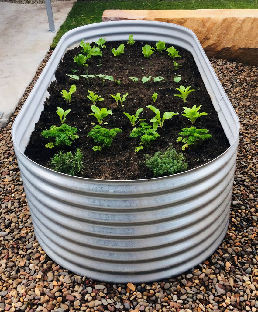 ccwt raised garden bed in galvanised with baby seedlings growing