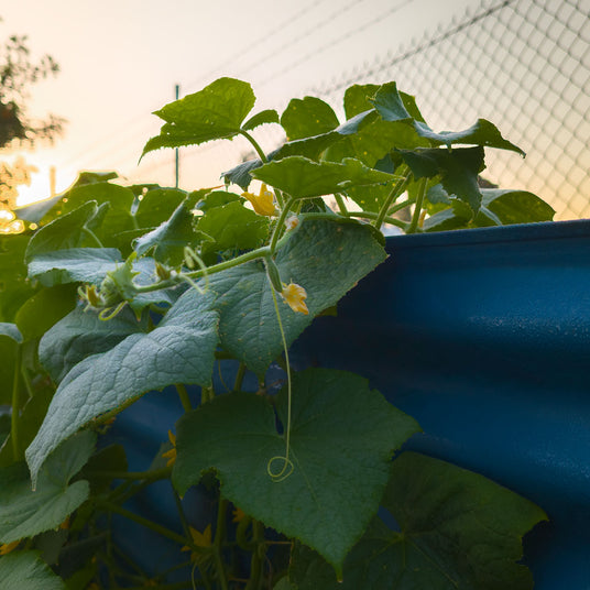 A raised garden bed by coast and country water tanks painted in a deep blue with a pumpkin vine flowing out the top